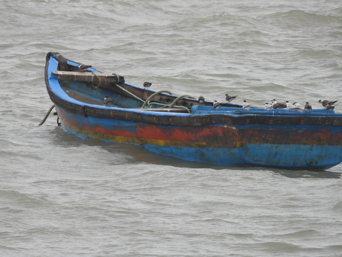 Bridled Tern - ML645798627