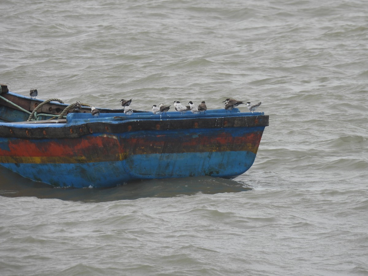 Bridled Tern - ML645798628