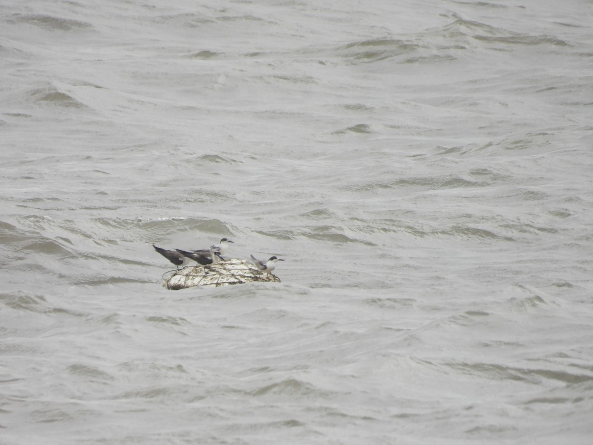 Bridled Tern - ML645798629