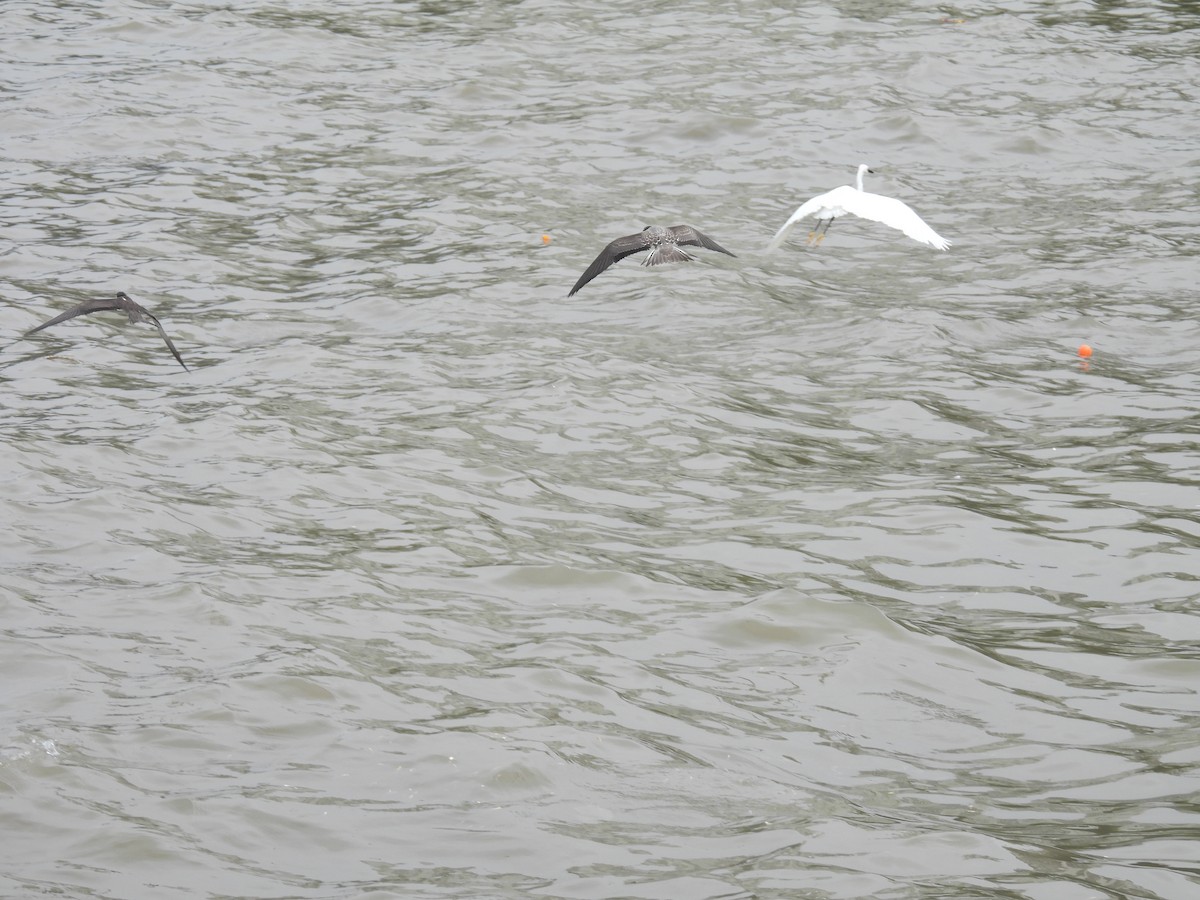 Bridled Tern - ML645798630