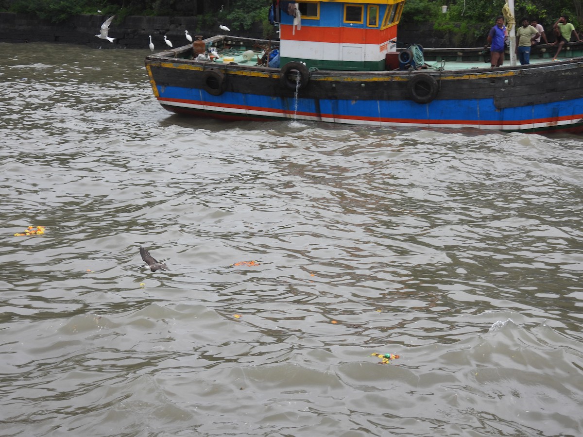 Bridled Tern - ML645798631