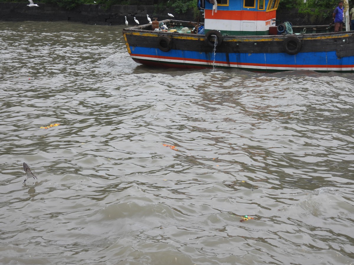 Bridled Tern - ML645798632