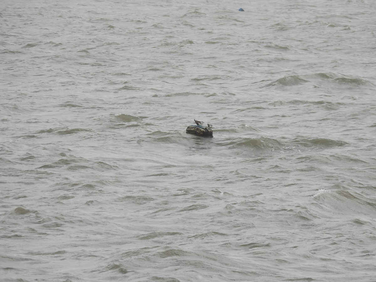 Bridled Tern - ML645798633