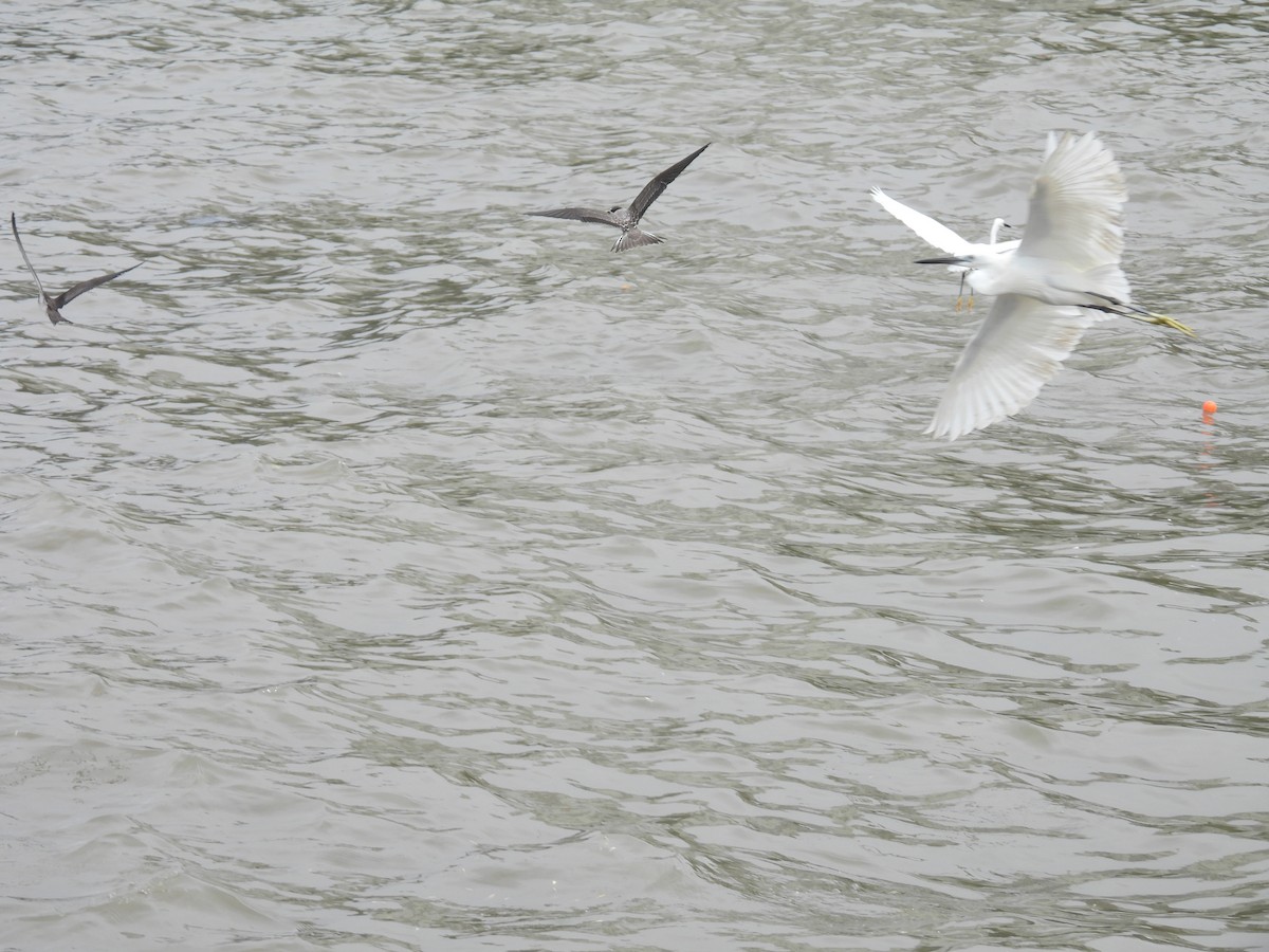 Bridled Tern - ML645798634