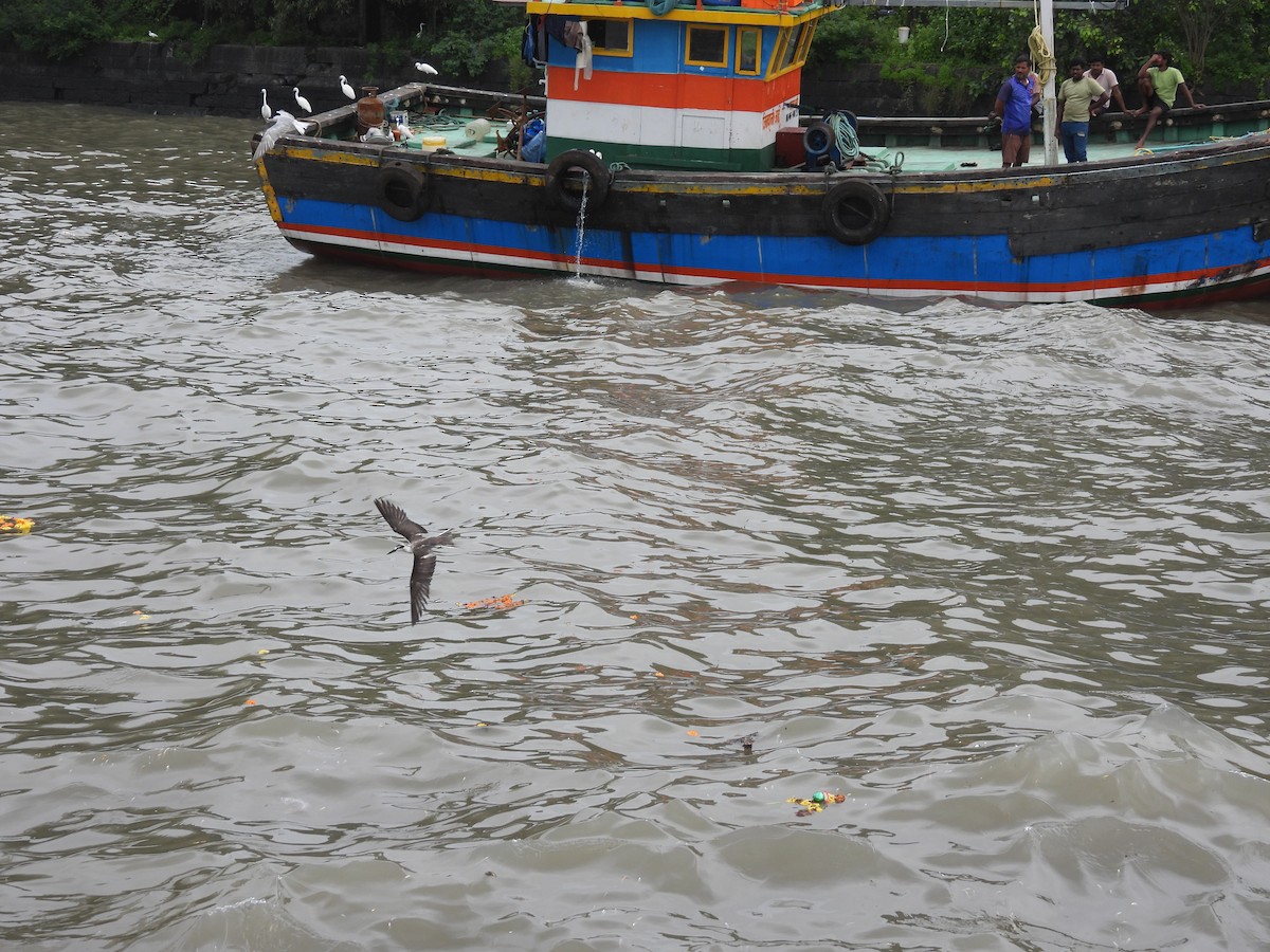 Bridled Tern - ML645798635