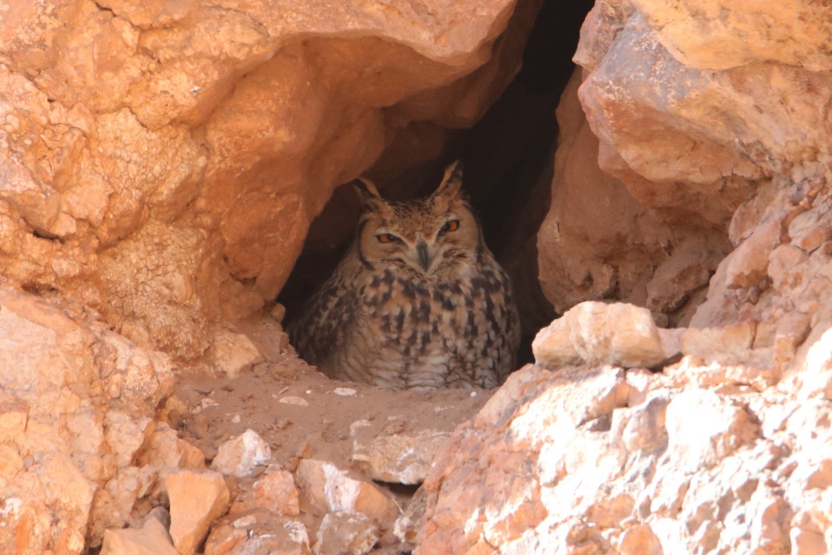 Пугач пустельний - ML645798636