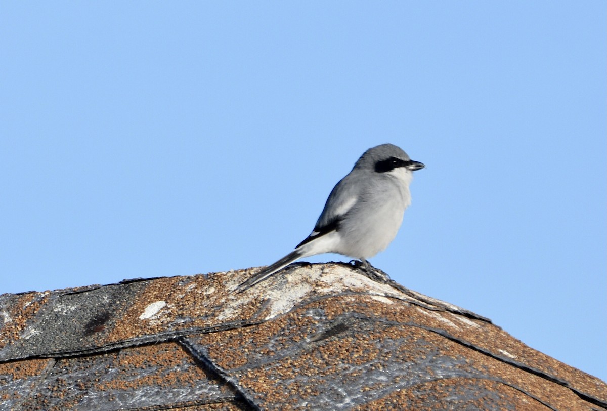Loggerhead Shrike - ML645798637