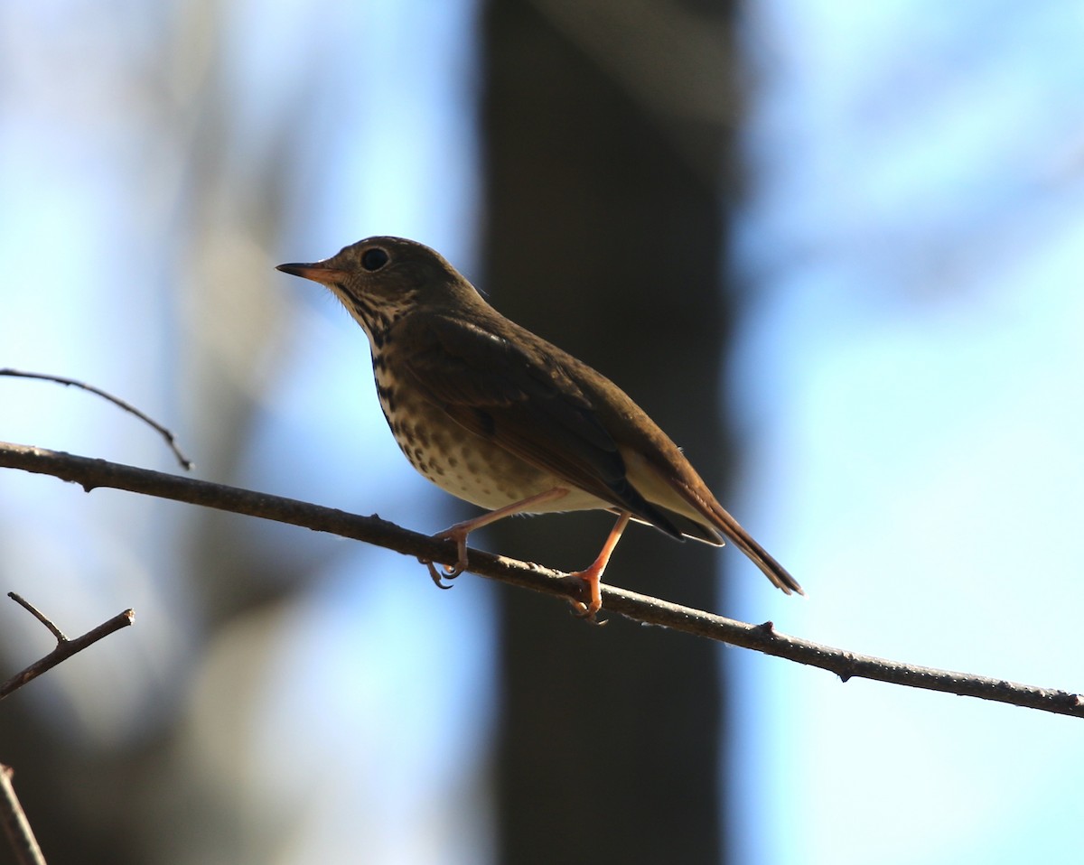 Hermit Thrush - ML645798642