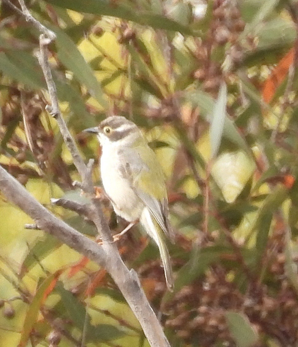 Brown-headed Honeyeater - ML645798650