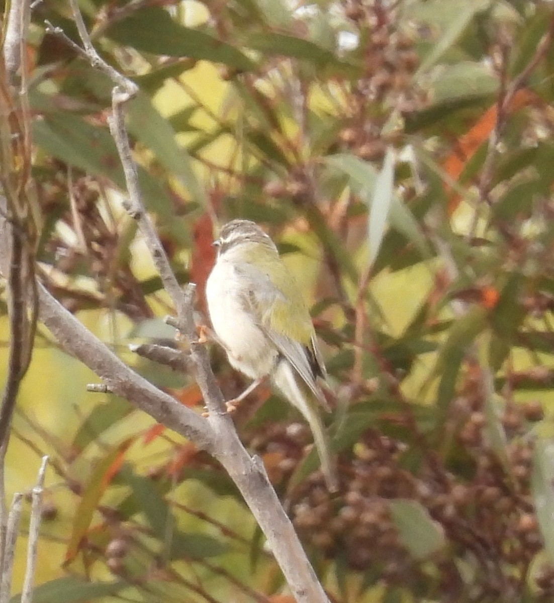 Brown-headed Honeyeater - ML645798651