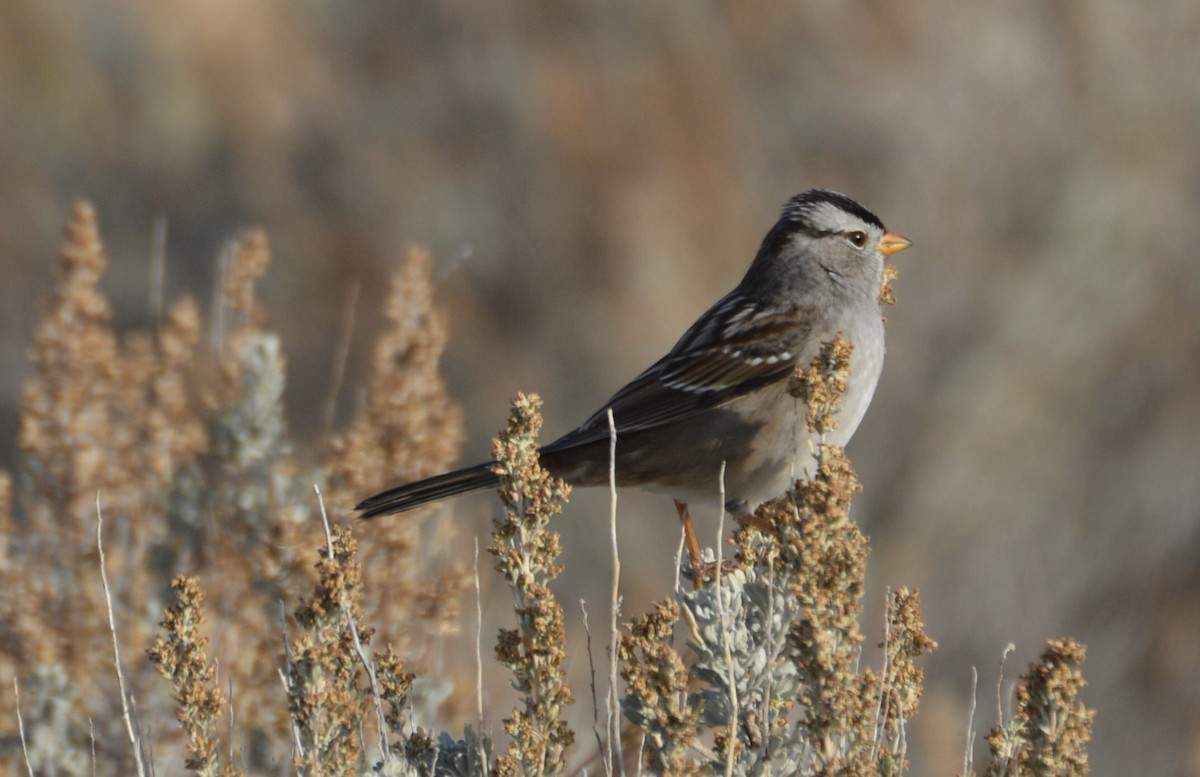 White-crowned Sparrow - ML645798659