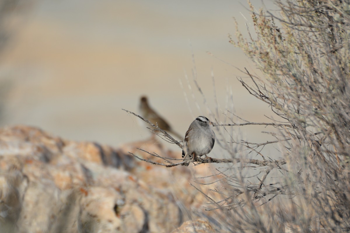 White-crowned Sparrow - ML645798660