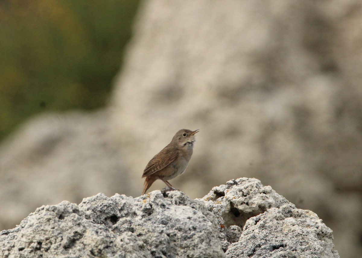 Southern House Wren - ML645798661