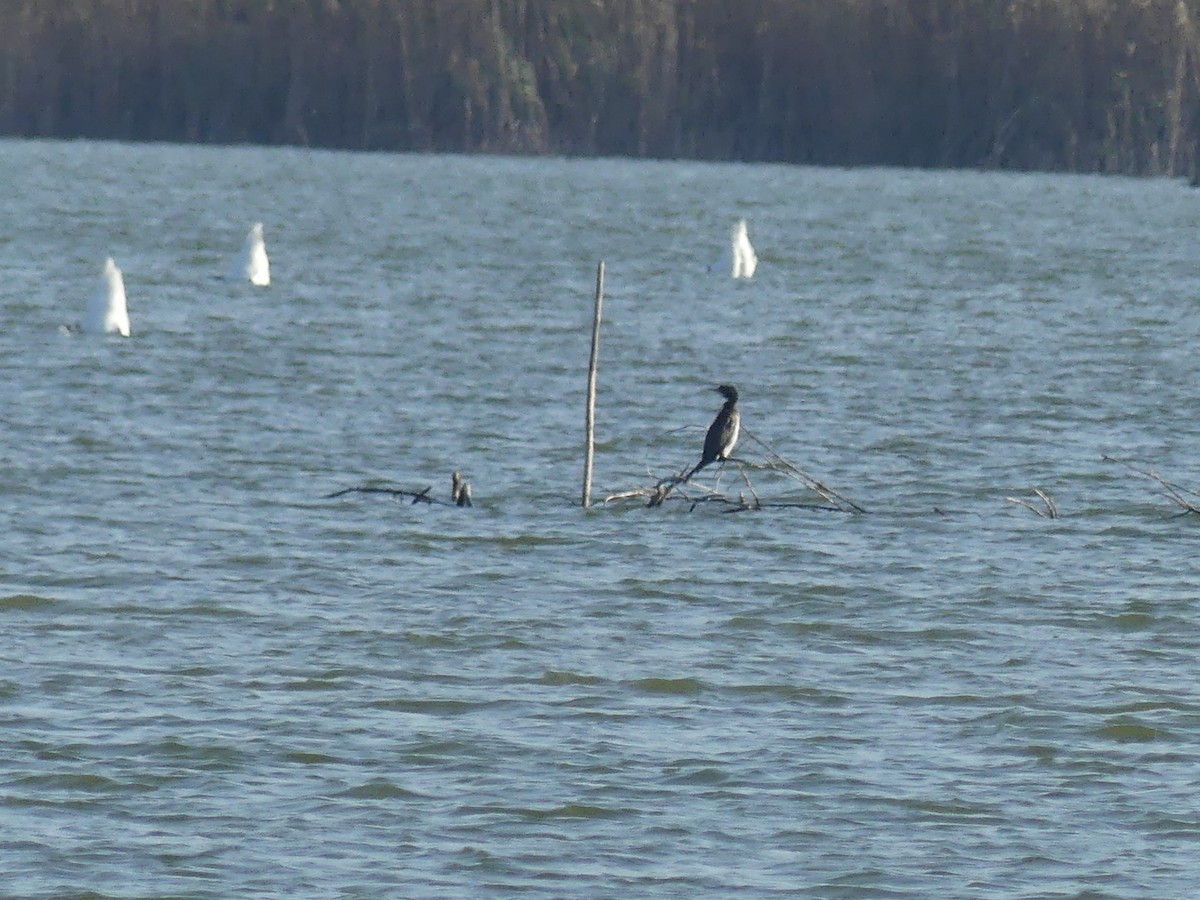 Pygmy Cormorant - ML645798671