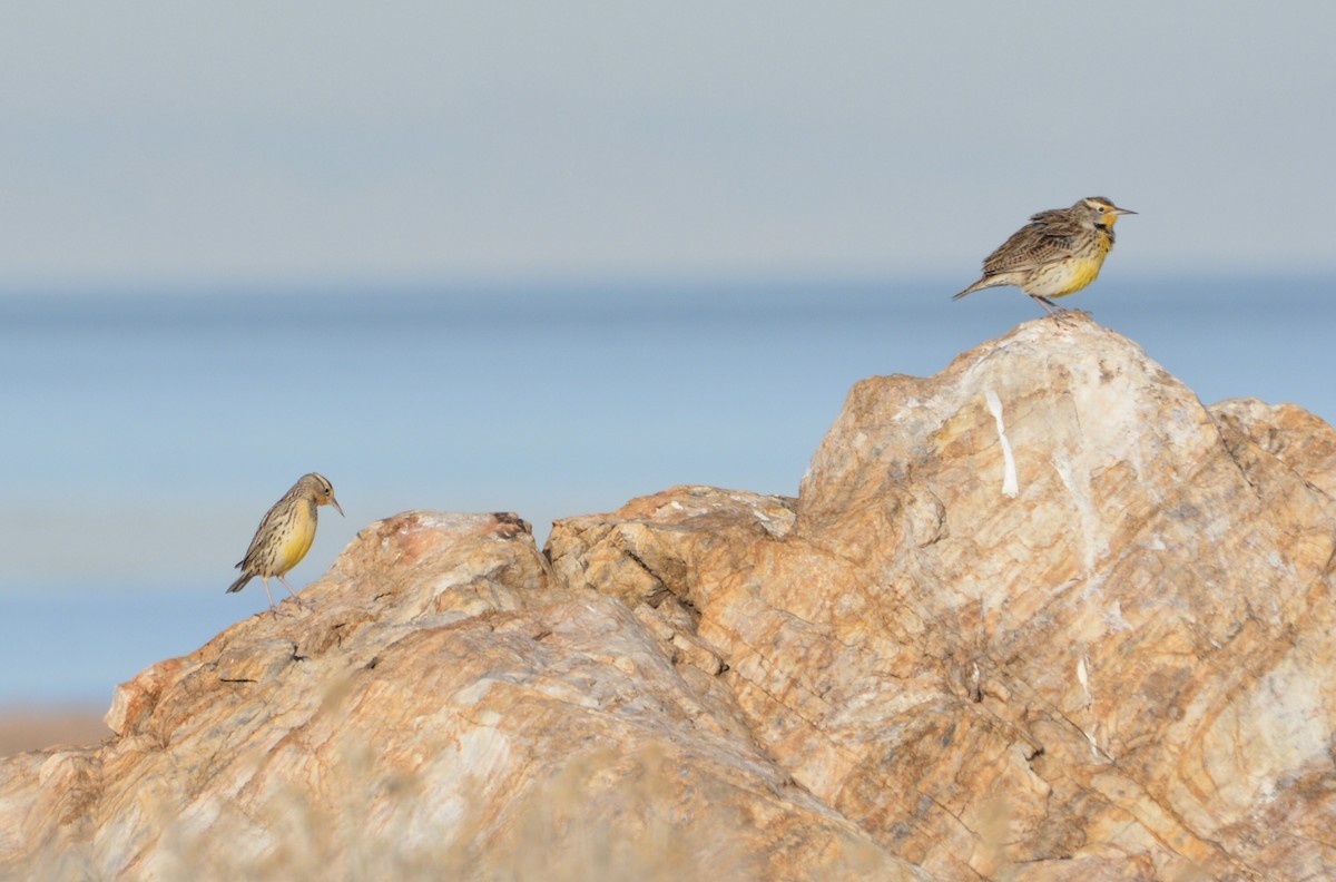 Western Meadowlark - ML645798672
