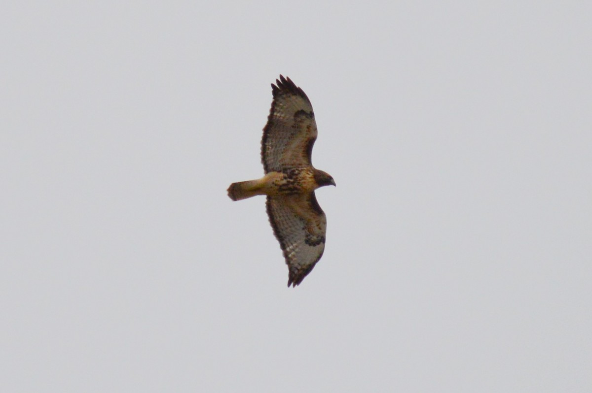 Red-tailed Hawk (calurus/abieticola) - ML645798679