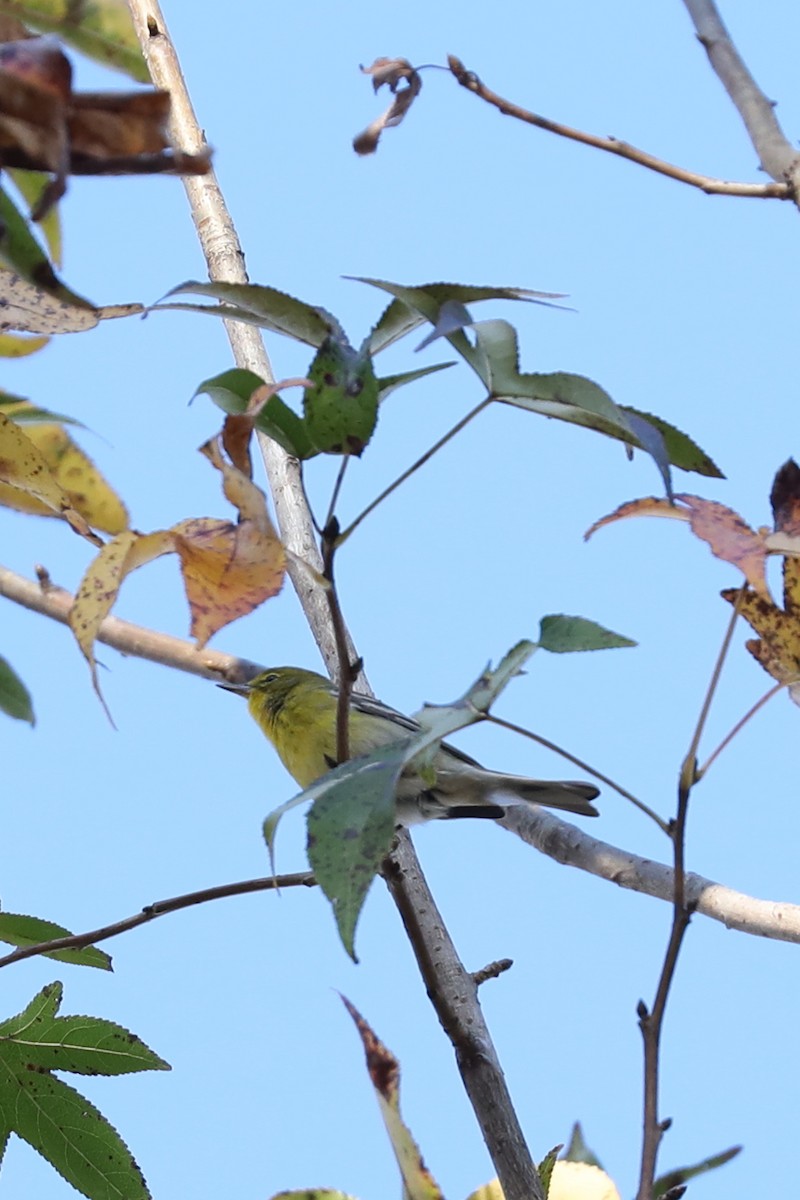 סבכון אורנים - ML645798687