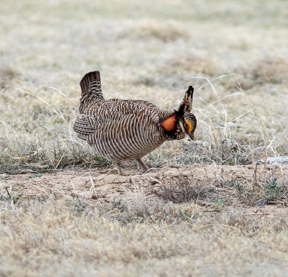 Lesser Prairie-Chicken - ML645798704