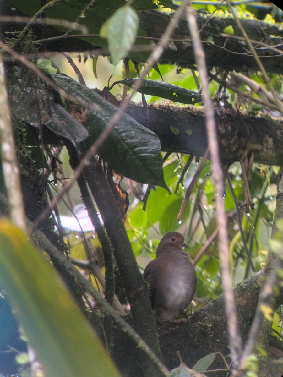 Mondetourtäubchen - ML645798705