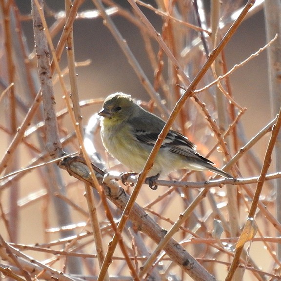American Goldfinch - ML645798706