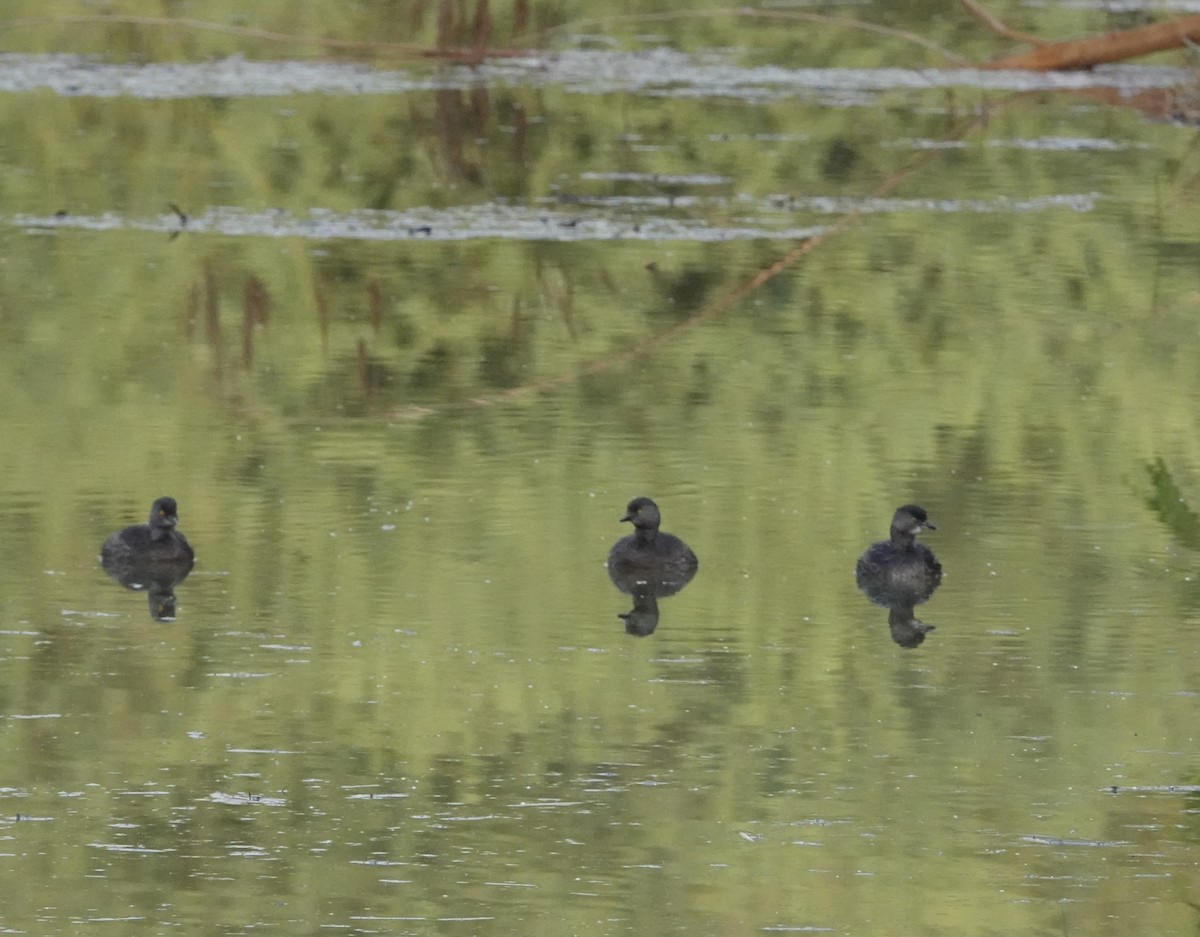 Least Grebe - ML645798707