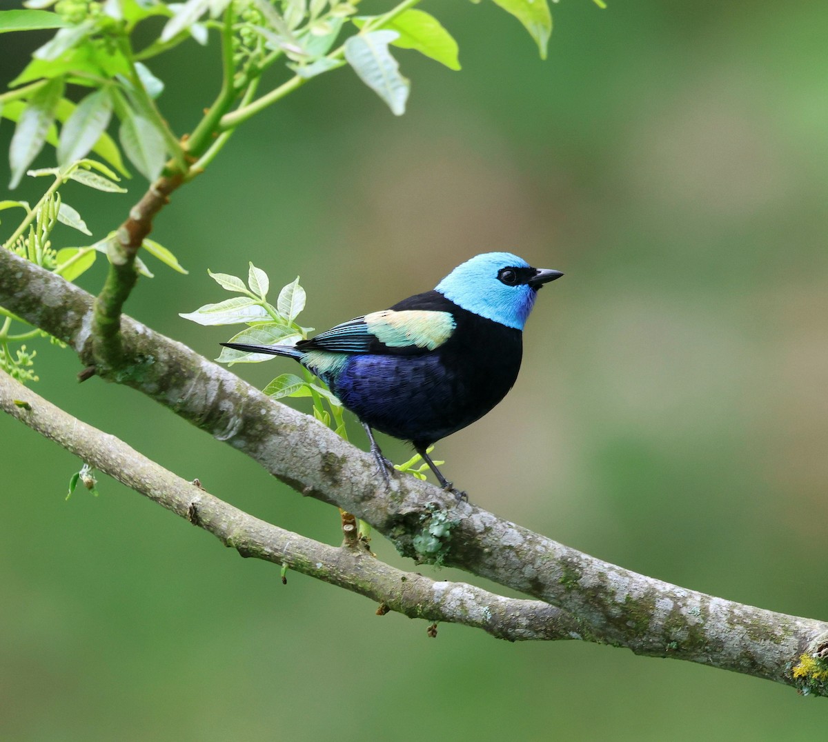 Blue-necked Tanager - ML645798708
