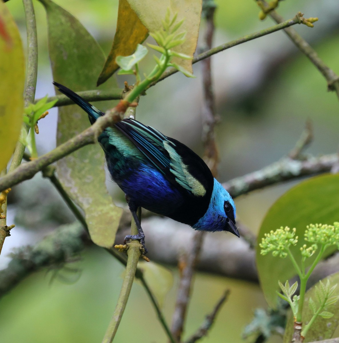 Blue-necked Tanager - ML645798709