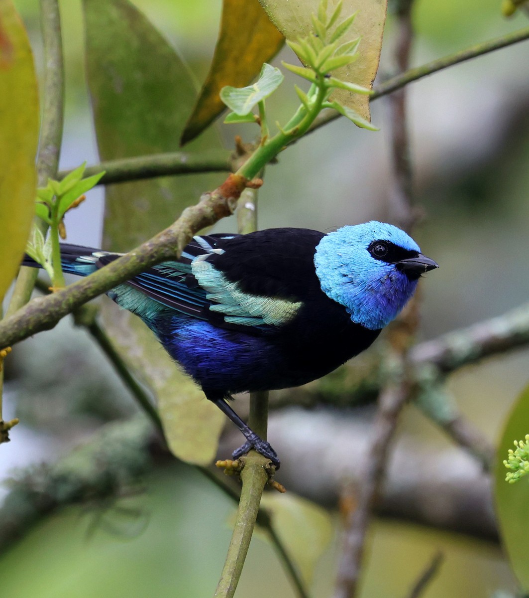 Blue-necked Tanager - ML645798710