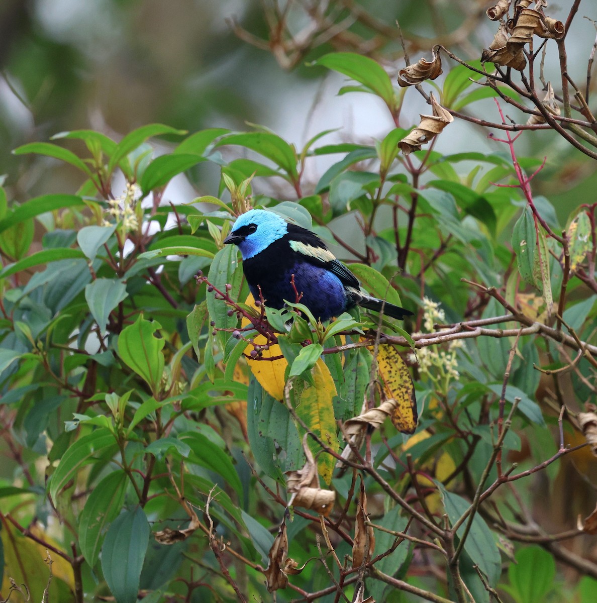 Blue-necked Tanager - ML645798711