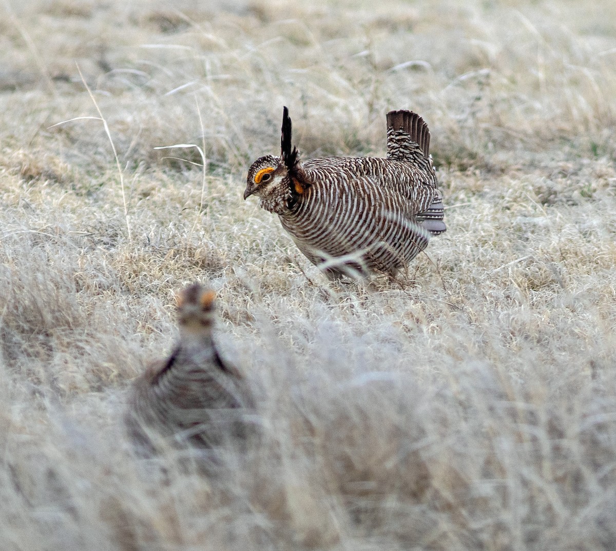 Lesser Prairie-Chicken - ML645798712
