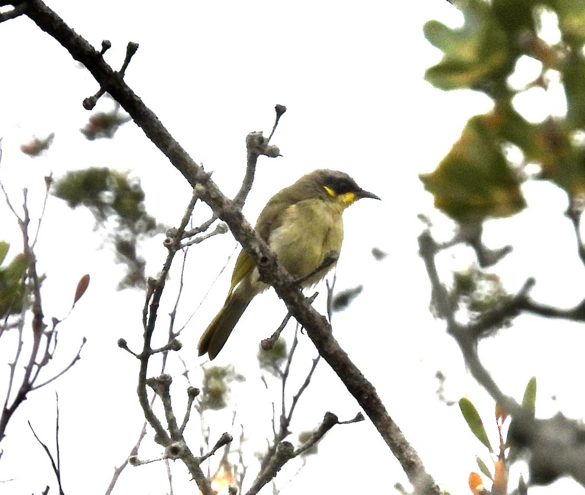 Purple-gaped Honeyeater - ML645798715