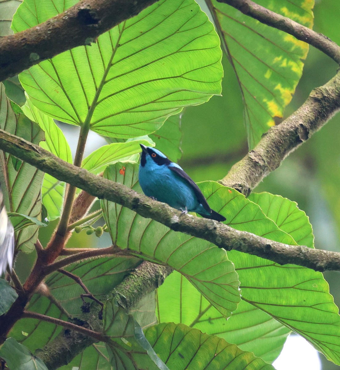 Turquoise Dacnis - ML645798716