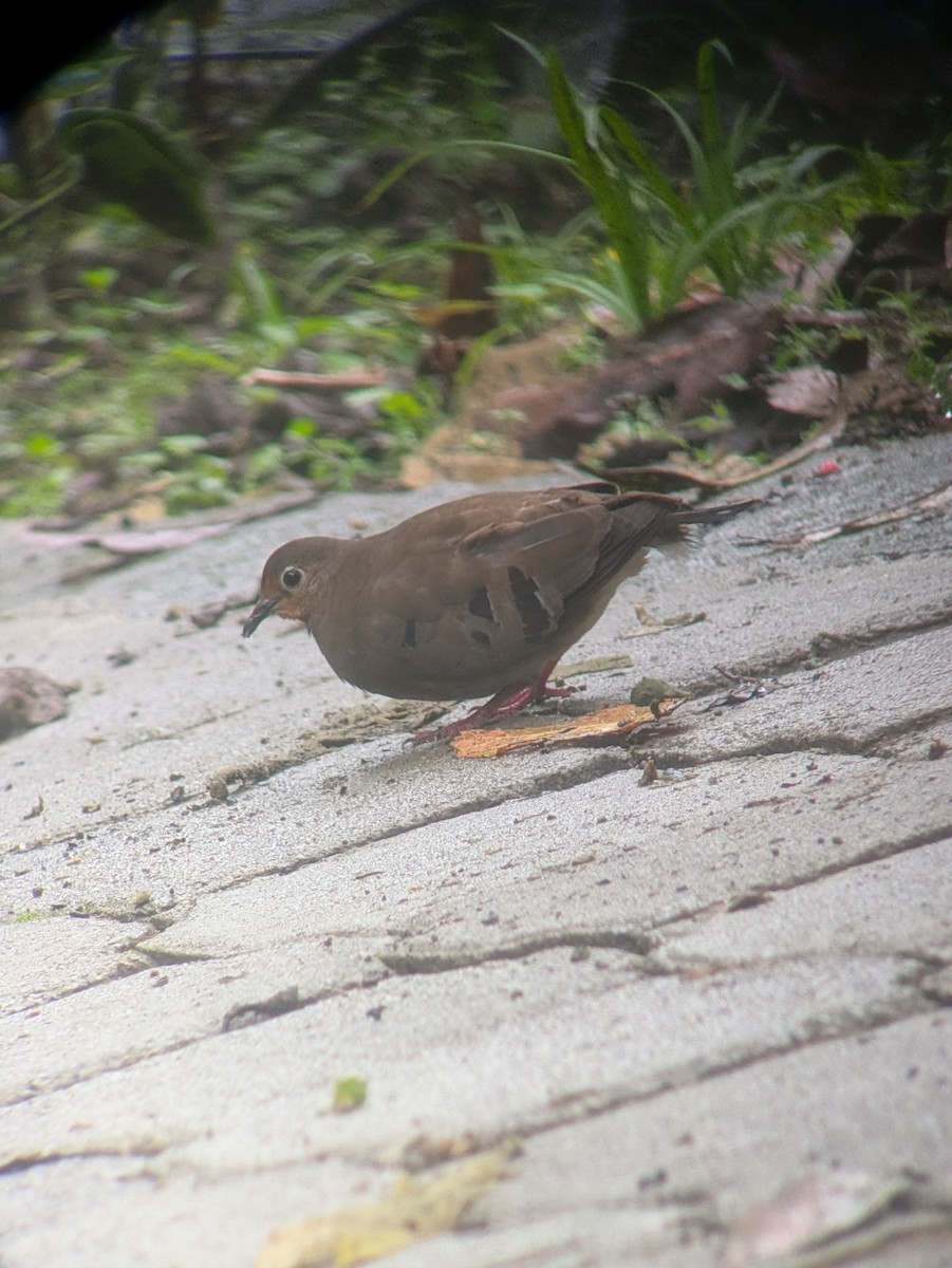 Mondetourtäubchen - ML645798717