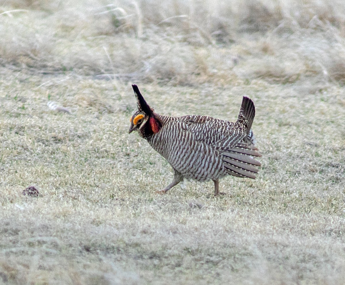Lesser Prairie-Chicken - ML645798718