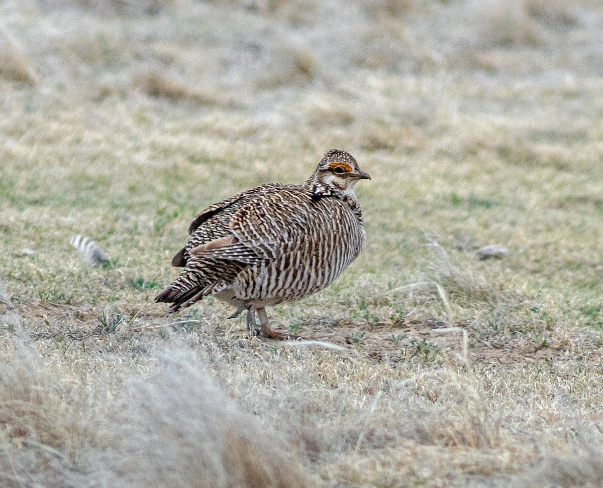 Lesser Prairie-Chicken - ML645798721