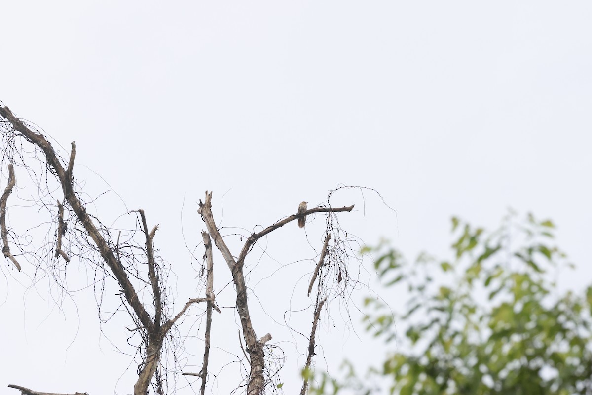 Plaintive Cuckoo - ML645798722