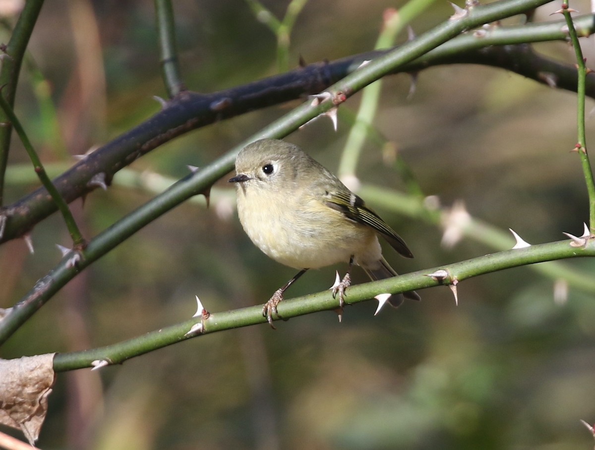 Ruby-crowned Kinglet - ML645798731
