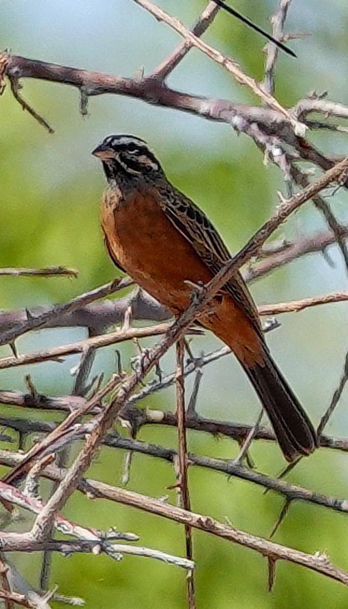 Cinnamon-breasted Bunting - ML645798734