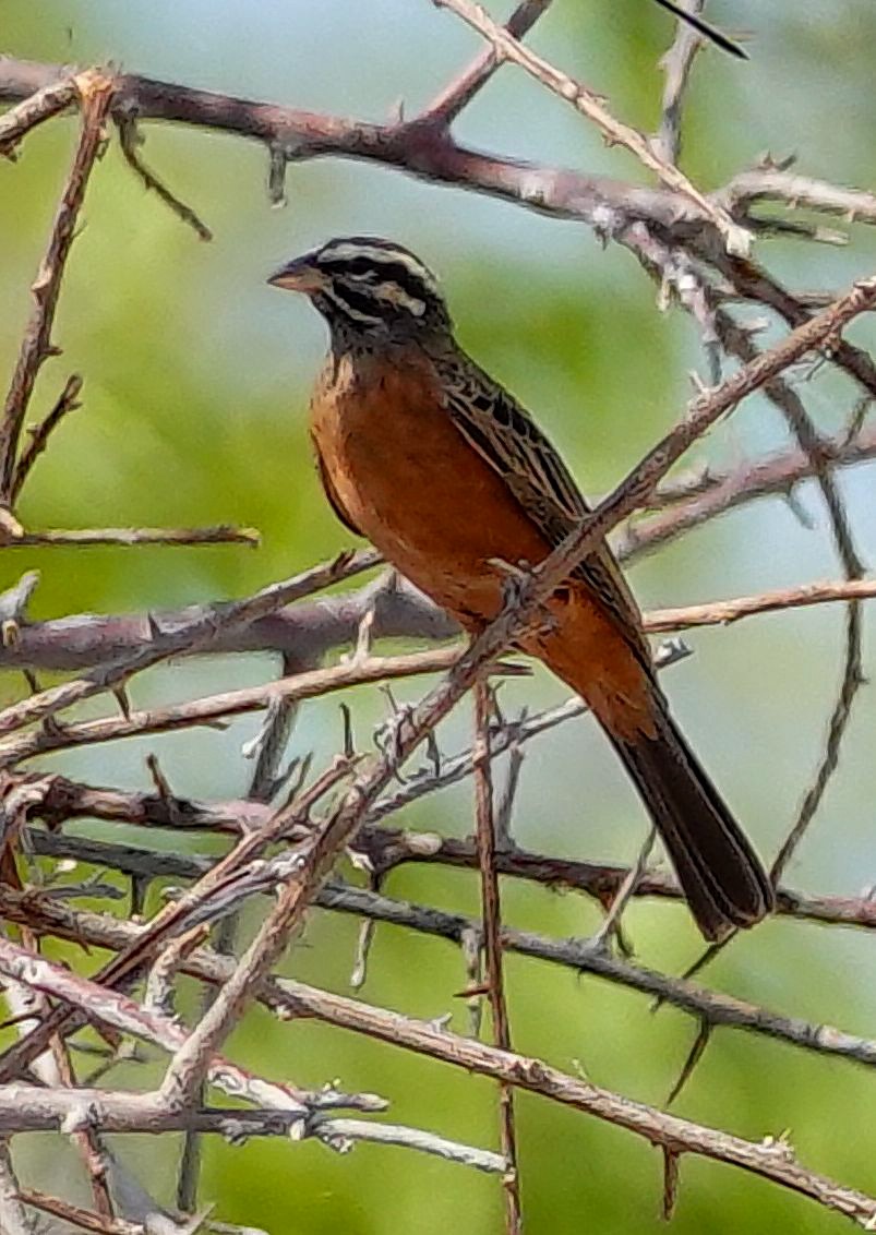 Cinnamon-breasted Bunting - ML645798735