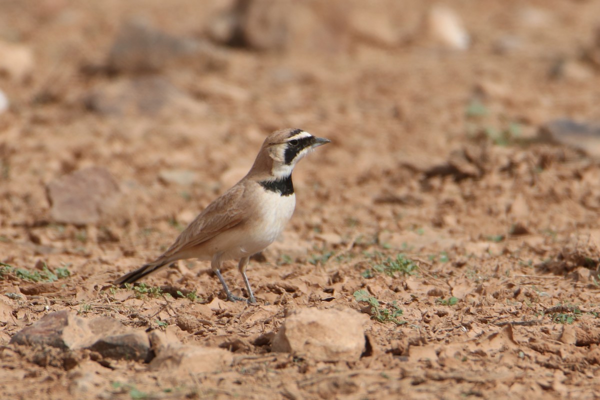 Temminck's Lark - ML645798736