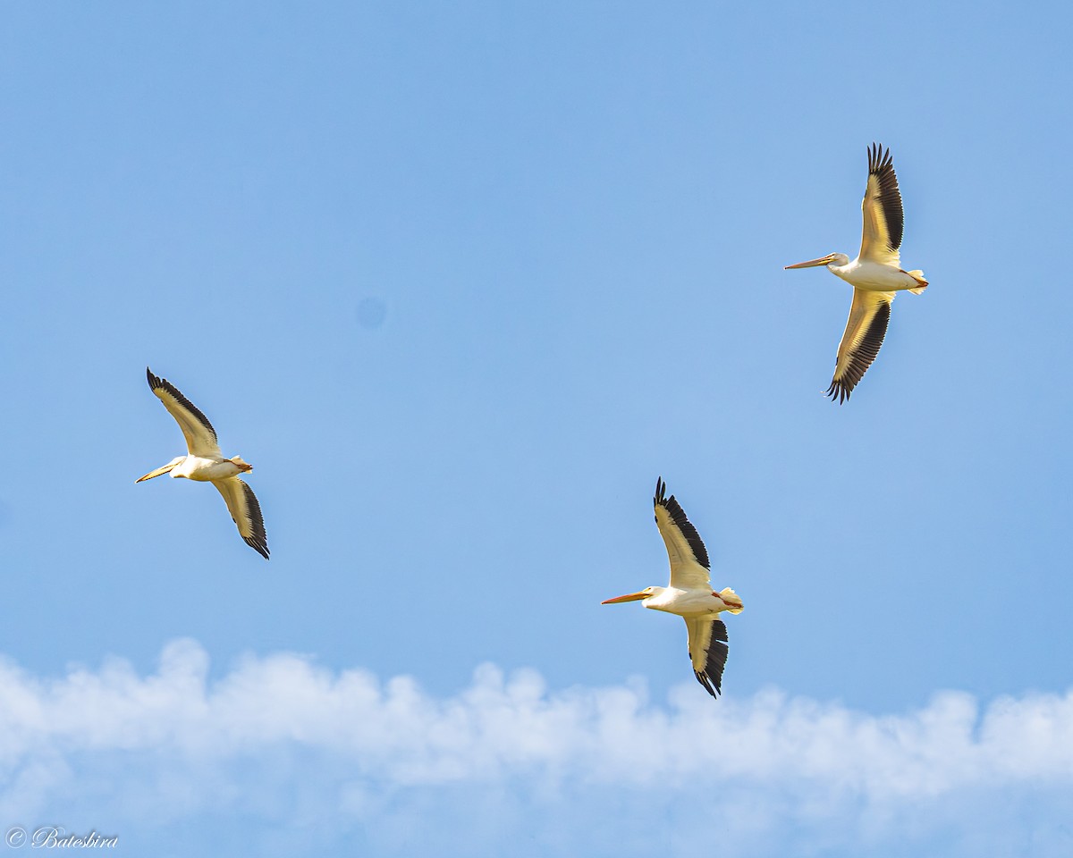 American White Pelican - ML645798737