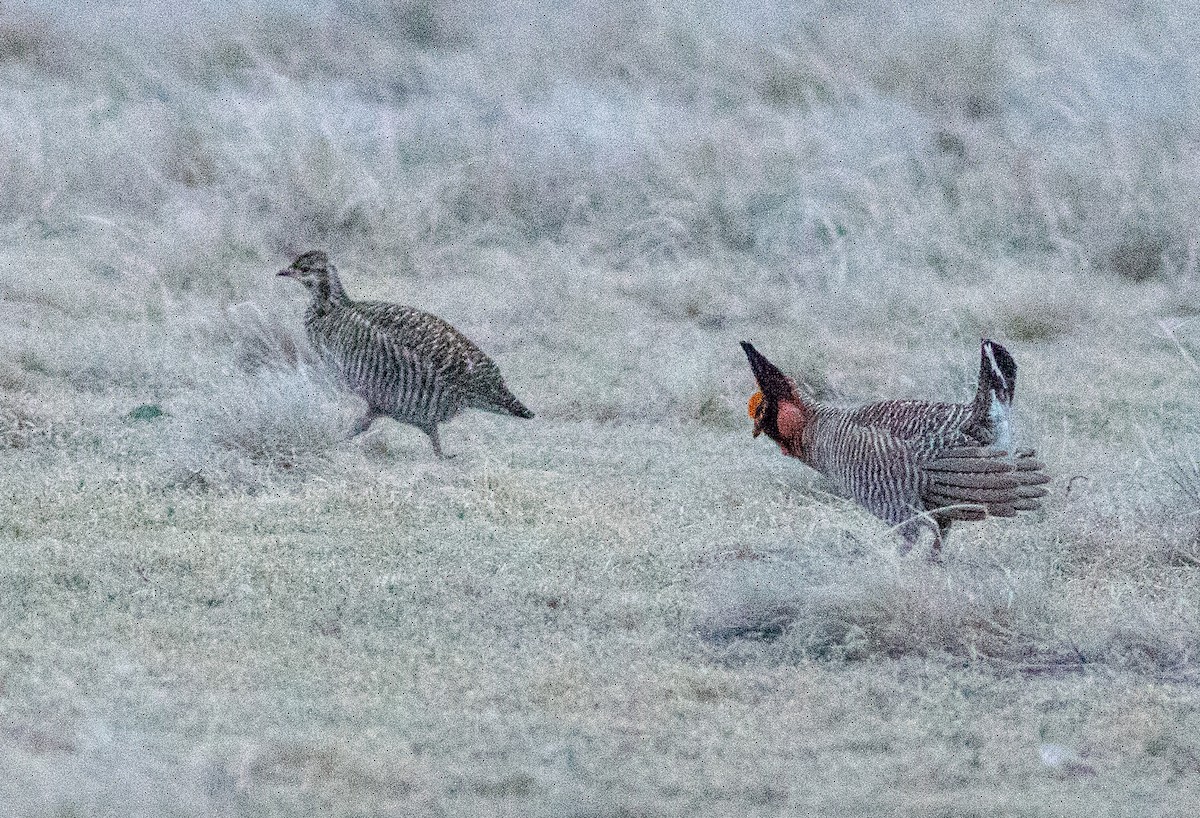 Lesser Prairie-Chicken - ML645798738