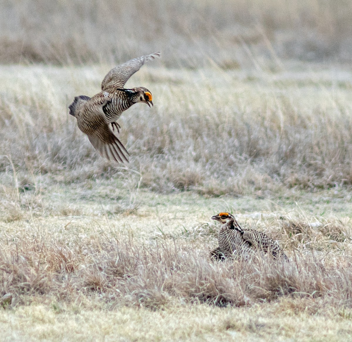Lesser Prairie-Chicken - ML645798760