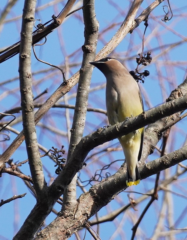 Cedar Waxwing - ML645798761
