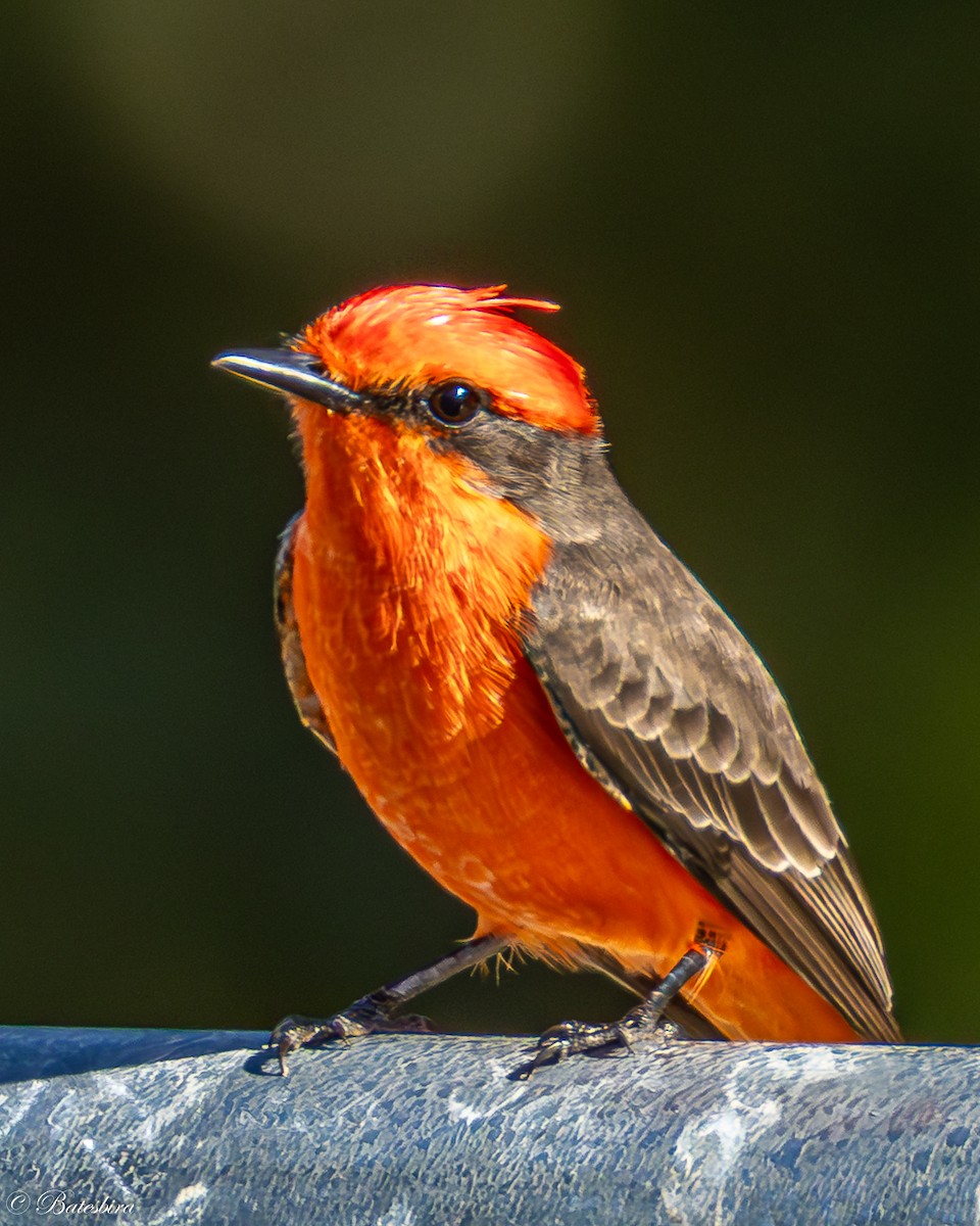 Vermilion Flycatcher - ML645798765