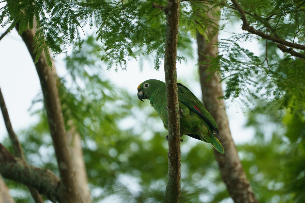 Yellow-crowned Amazon - ML645798767