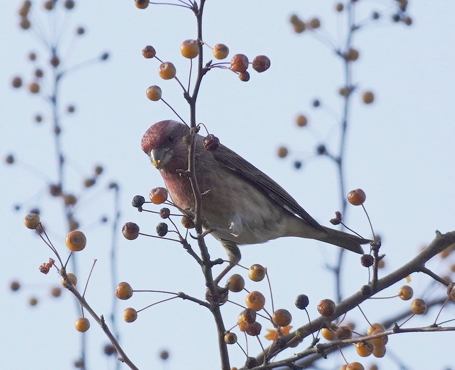 Purple Finch - ML645798769