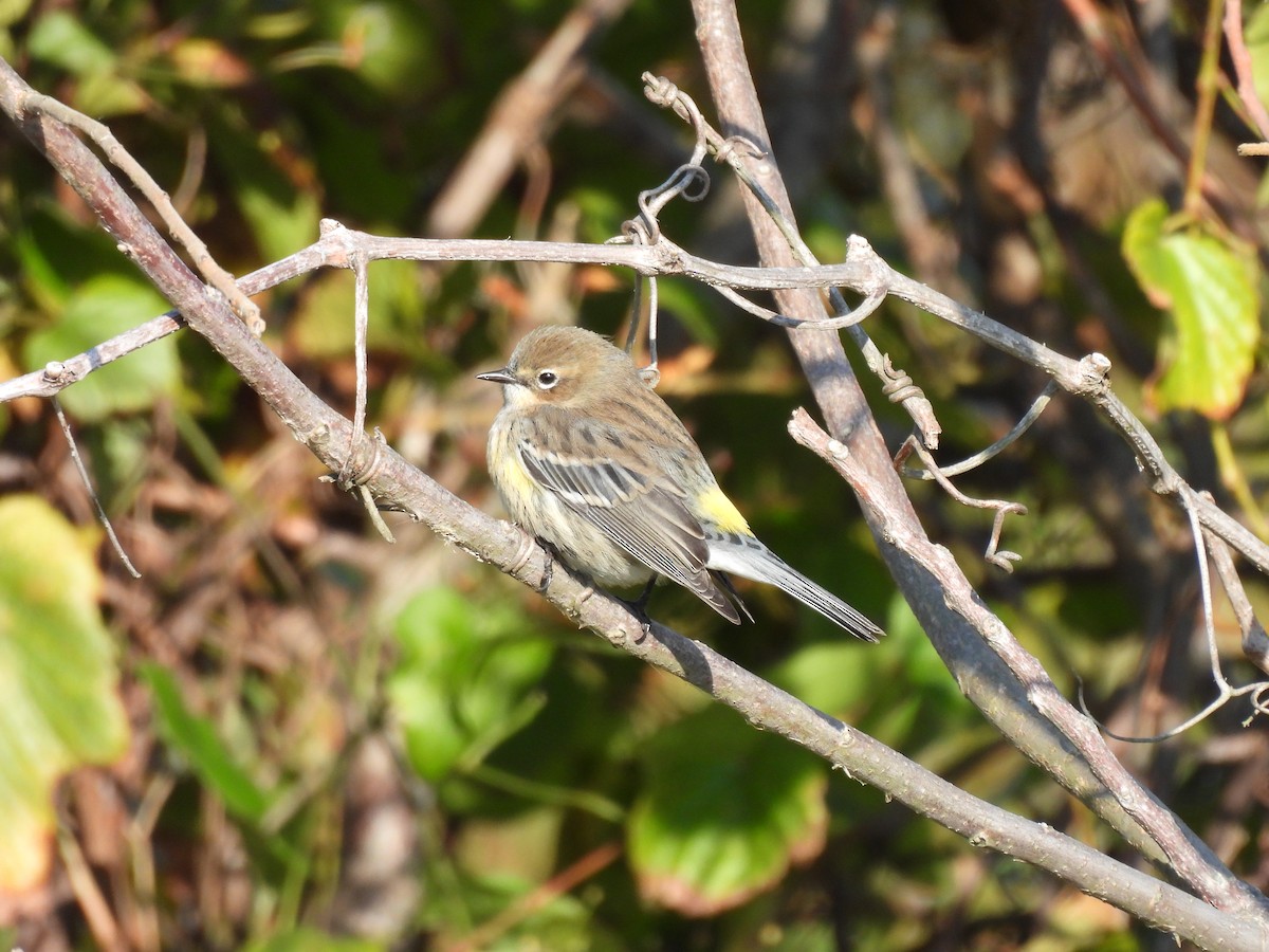 Yellow-rumped Warbler - ML645798773