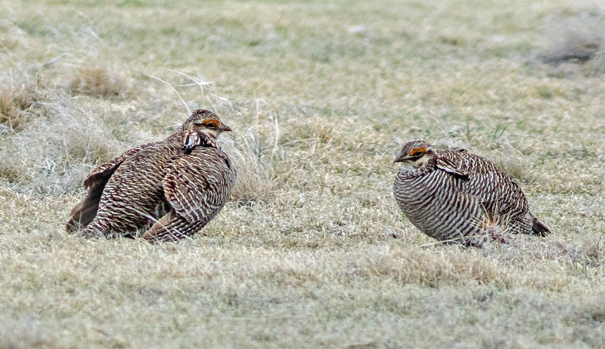 Lesser Prairie-Chicken - ML645798774