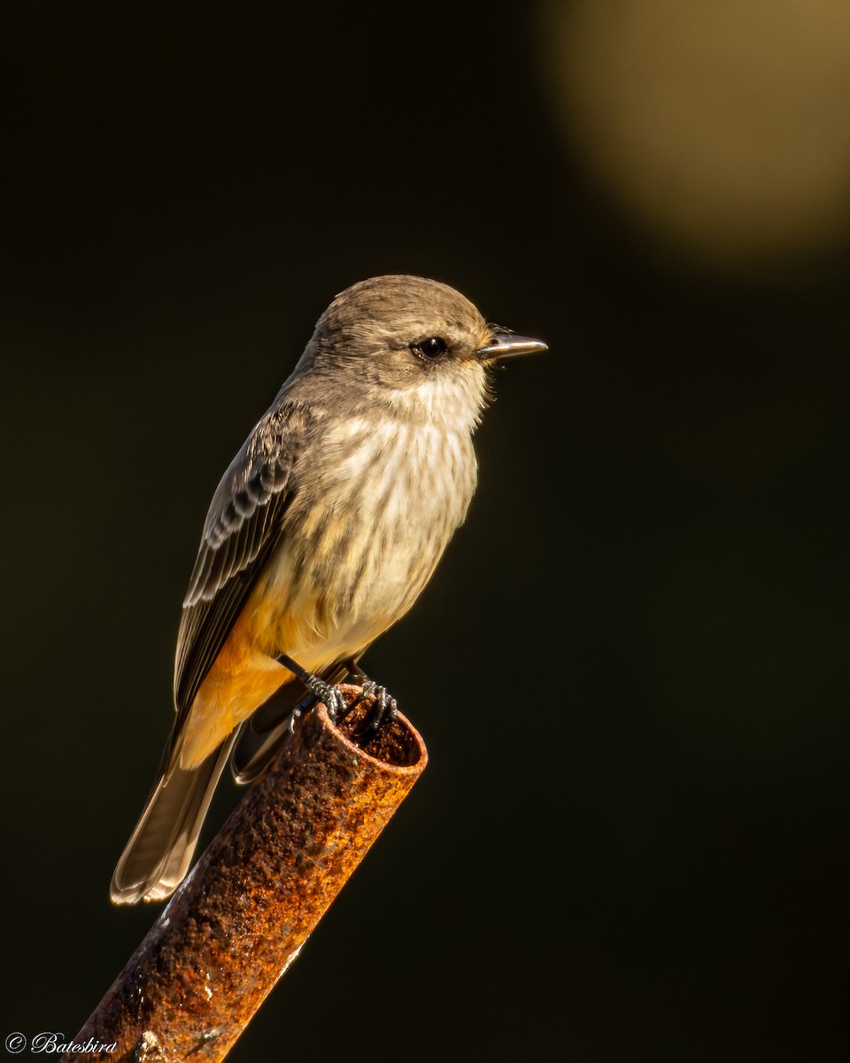 Vermilion Flycatcher - ML645798775